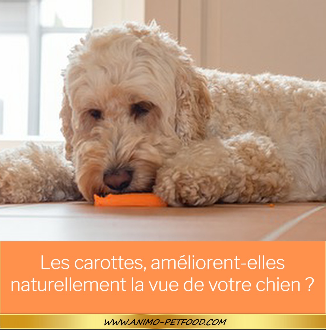 carottes-ameliorent-elles-naturellement-la-vue-de-votre-chien 